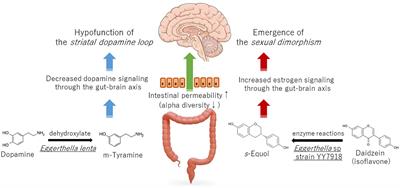 Commentary: Gut dysbiosis in patients with chronic pain: a systematic review and meta-analysis